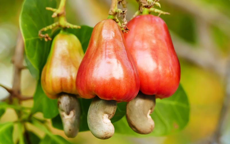 Hạt điều và giá trị dinh dưỡng có trong hạt điều - Lê Dương Cashew