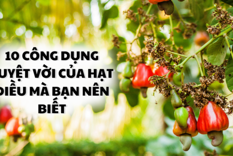 10 công dụng tuyệt vời của hạt điều mà bạn nên biết - Lê Dương Cashew