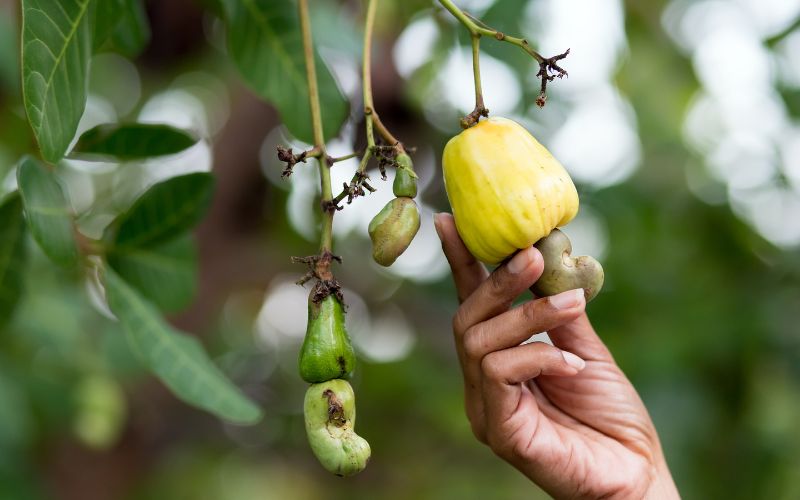 Tăng trưởng nhu cầu tiêu thụ hạt điều