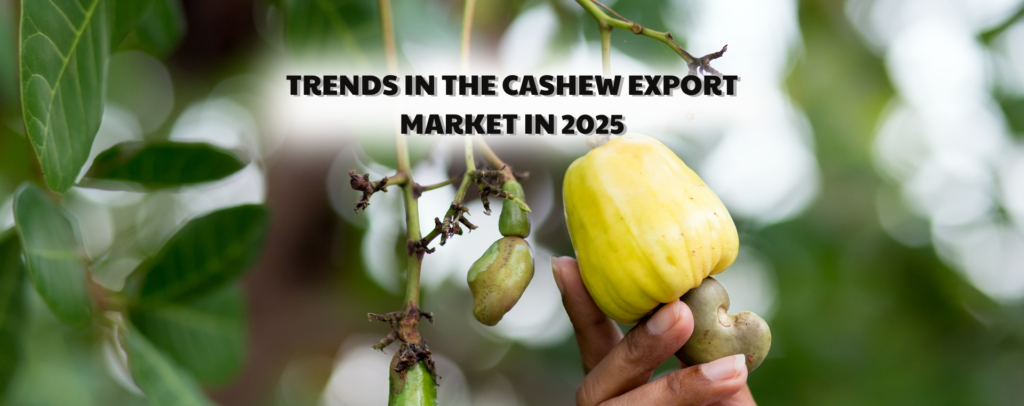Trends in the cashew export market in 2025