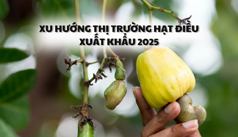 Xu hướng thị trường hạt điều xuất khẩu 2025
