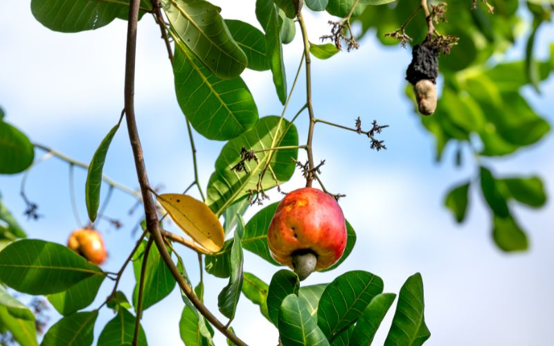 Chất lượng hạt điều Việt Nam - Hạt Điều Lê Dương