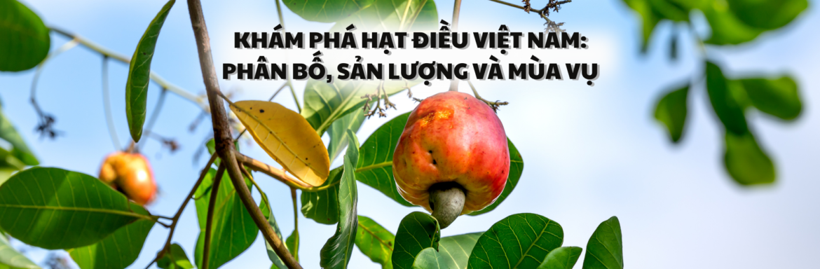 Khám phá hạt điều Việt Nam: Phân bố, sản lượng và mùa vụ