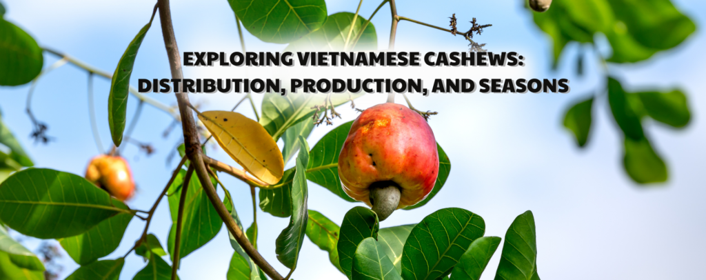 Exploring Vietnamese cashews: Distribution, production, and seasons