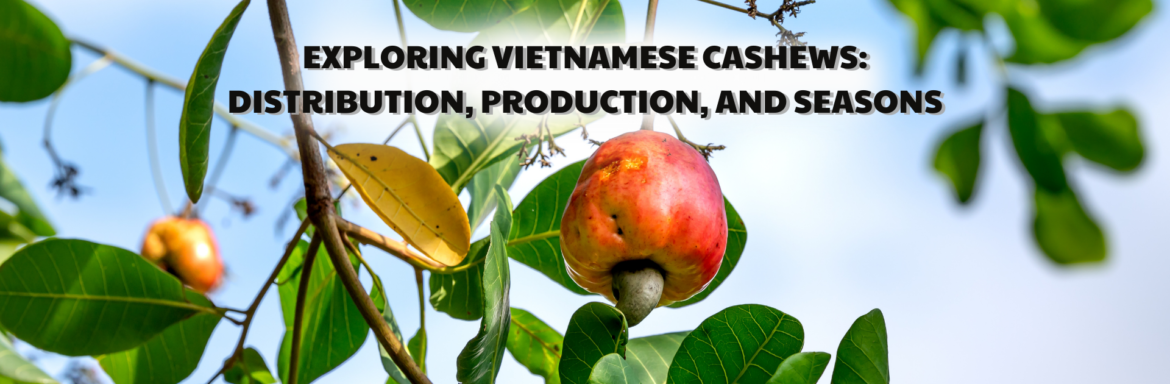 Exploring Vietnamese cashews: Distribution, production, and seasons