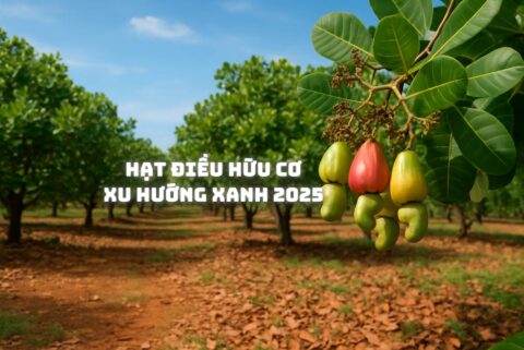 Hạt Điều Hữu Cơ Xu Hướng Xanh 2025