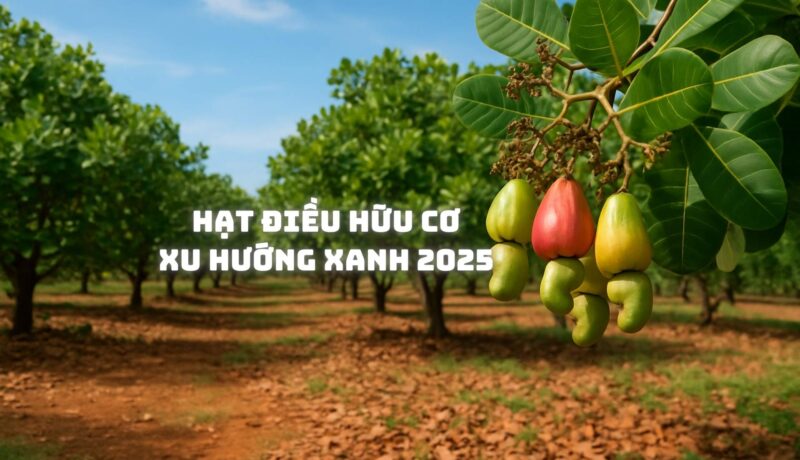 Hạt Điều Hữu Cơ Xu Hướng Xanh 2025