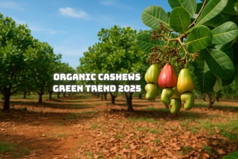 Organic Cashews Green Trend 2025