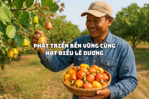 Phát Triển Bền Vững Cùng Hạt Điều Lê Dương